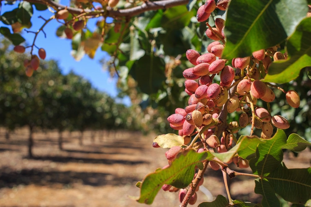 Pistacchi